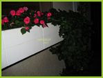 window box- garage.jpg