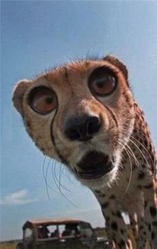wide eyed cheeta.jpg
