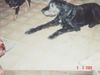 old animals 001.jpg