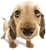 dog-67.gif