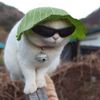 a_cat_in_a_lettuce_hat_5461.jpg