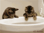 picsas3.gif