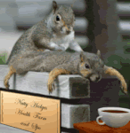 SquirrelMassage.gif
