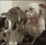 slide_278643_2065261_free.gif