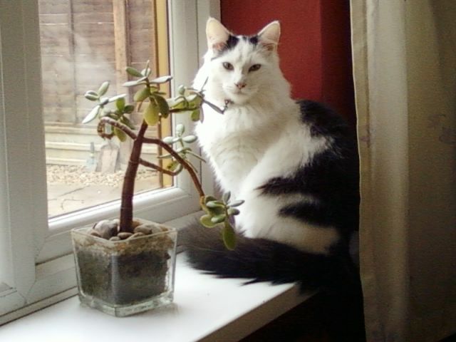 cats.jpg