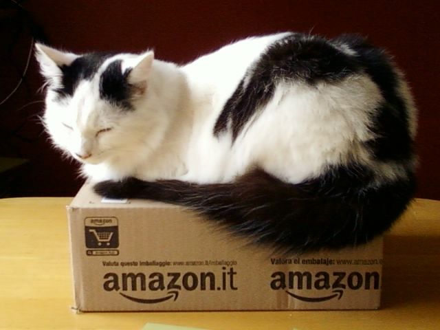 cat 2.jpg