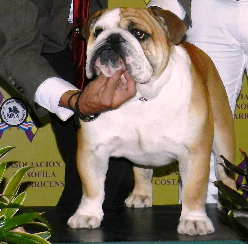 dogpicture1375214894814.jpg