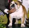 dogpicture1375214894814.jpg