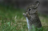animal cute bun.jpg