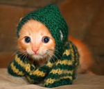 kitten.png
