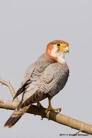 red necked falcon.jpg