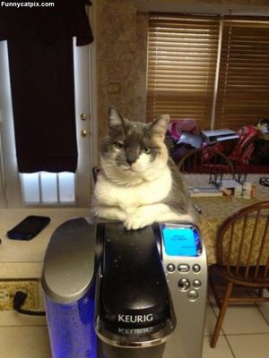 coffee cat.jpg