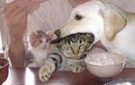 catslife.jpg