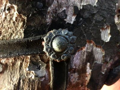 abbotts bartlet rosettes.jpg