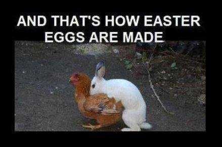 hen chicken.jpg