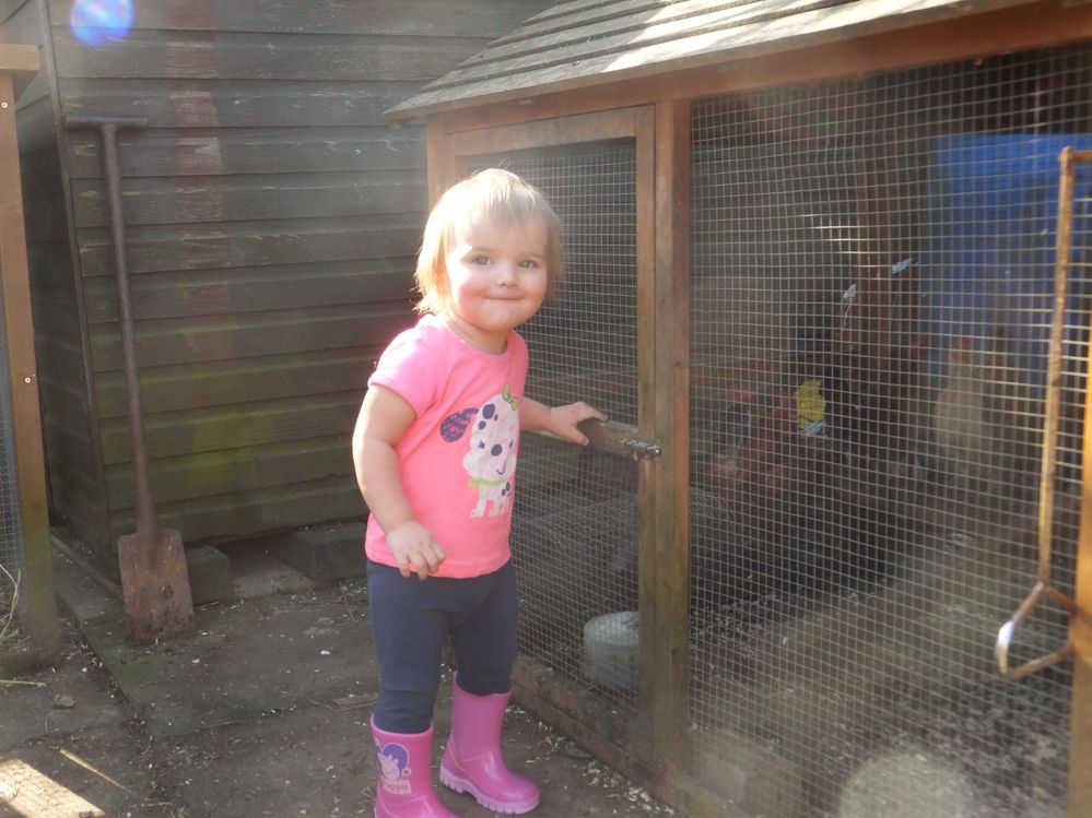 milly hens.jpg