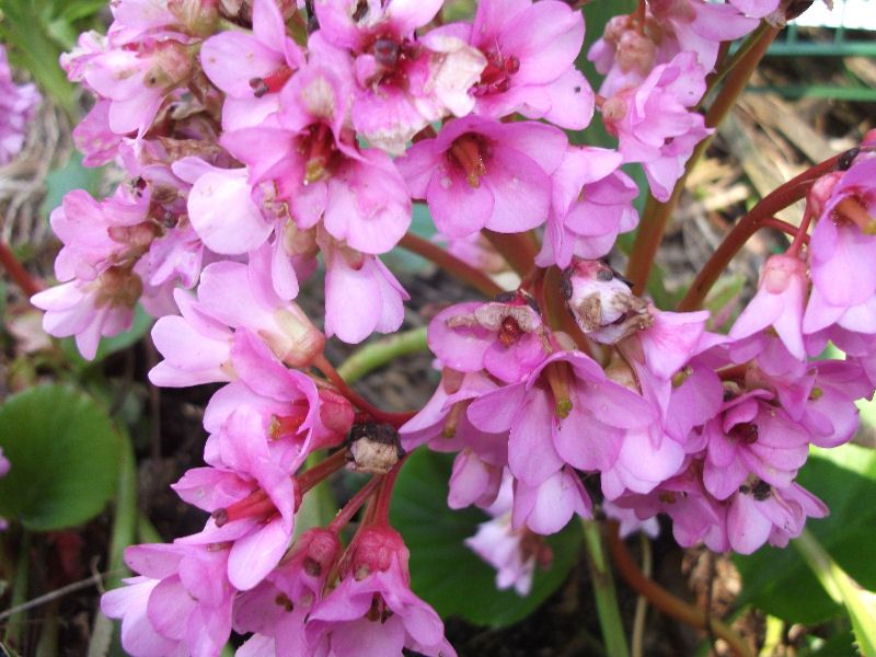 bergenia.jpg