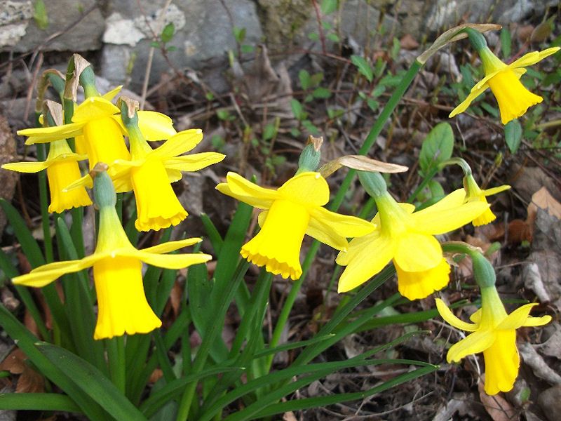 daffodilsA.jpg