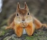 animal,cute,funny,photography,squirrel,think-341166e4a1c152eb037a94c6ca97077c_m.jpg