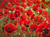108-1214114752-pictures_of_poppies_.jpg