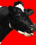 chewing moo.gif