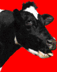 chewing moo.gif