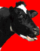 chewing moo.gif
