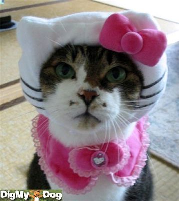 cat.jpg