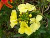 wallfloweryllw.02.B.jpg