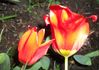 tulips.09.jpg