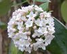 viburnum.jpg