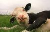 lazy cow.jpg
