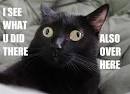 cattt.jpg