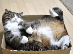 bth_maru-in-box.jpg