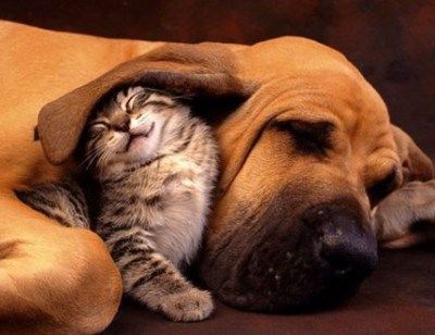 a-aaa-cat-and-dog.jpg
