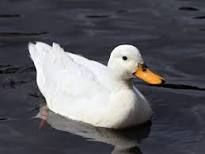 a duck.jpeg