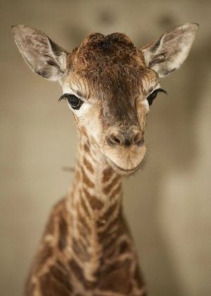 baby giraffe.jpg