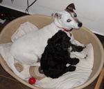 Doggies 002 (700x623).jpg