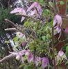 clematis,etc.27th.jpg