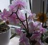 mini.orchid27th.jpg