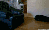 sw.gif