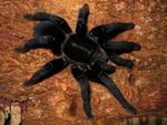haplopelma.jpg