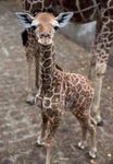 giraffe2.jpg