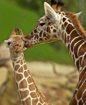 s-Are-Giraffes-liked-on-aww.jpg