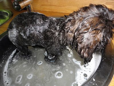 Mollybathtime 002 (700x525).jpg