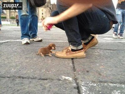 tiny dog.jpg