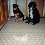 Amber , Jade and Ollie. (700x695).jpg