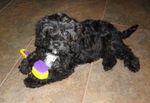 Mollyfluffy 006 (700x525).jpg