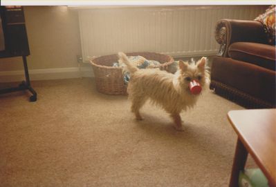 scamp 001.jpg