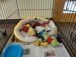 mollytoys 002 (700x525).jpg